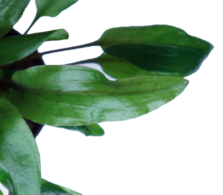 Cryptocoryne petchii