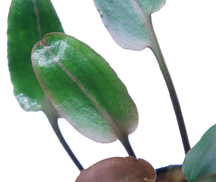 Cryptocoryne undulata red