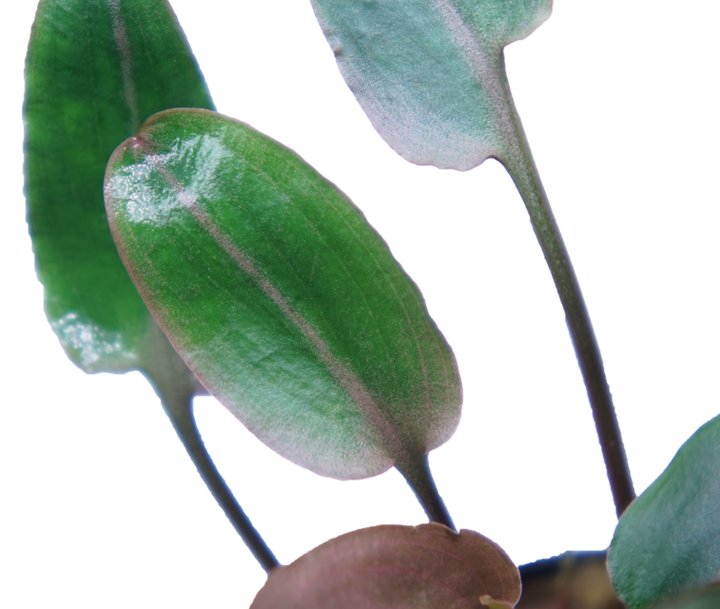 Cryptocoryne undulata red