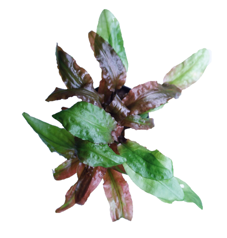 Cryptocoryne willisii