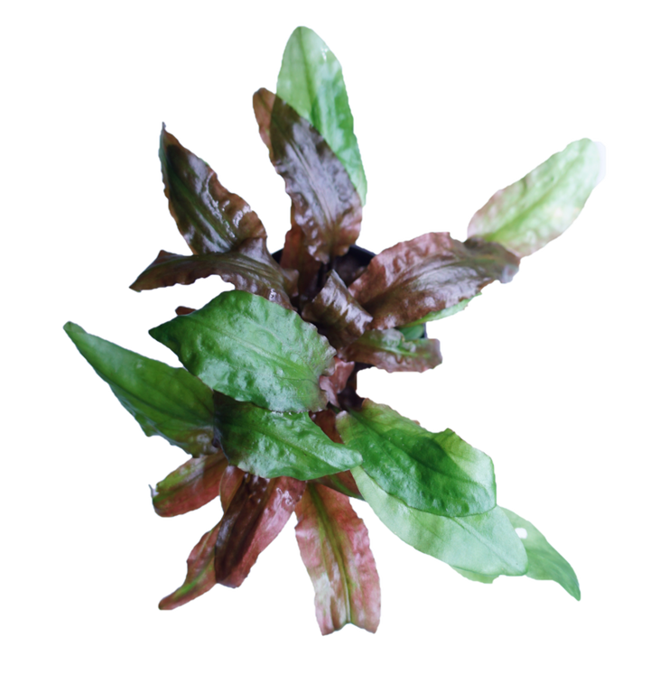 Cryptocoryne willisii