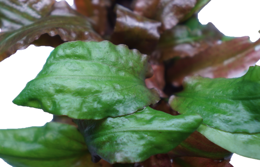 Cryptocoryne willisii