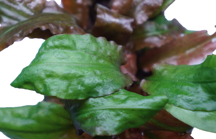 Cryptocoryne willisii