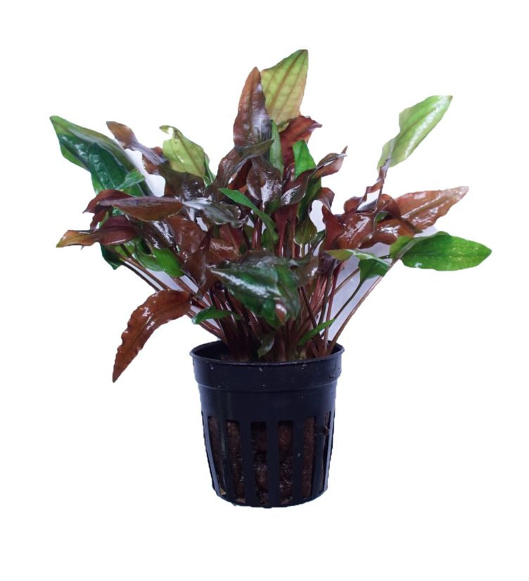 Cryptocoryne Walkeri