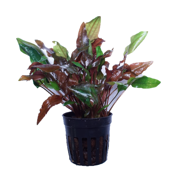 Cryptocoryne Walkeri