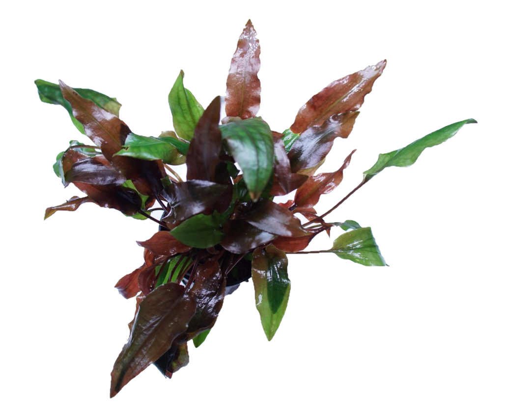 Cryptocoryne Walkeri