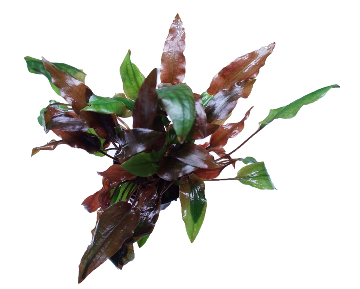 Cryptocoryne Walkeri