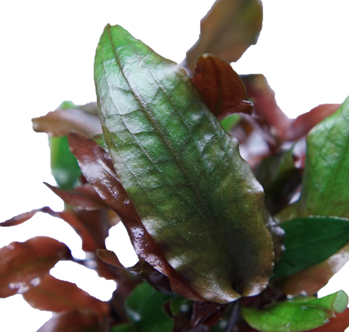 Cryptocoryne Walkeri