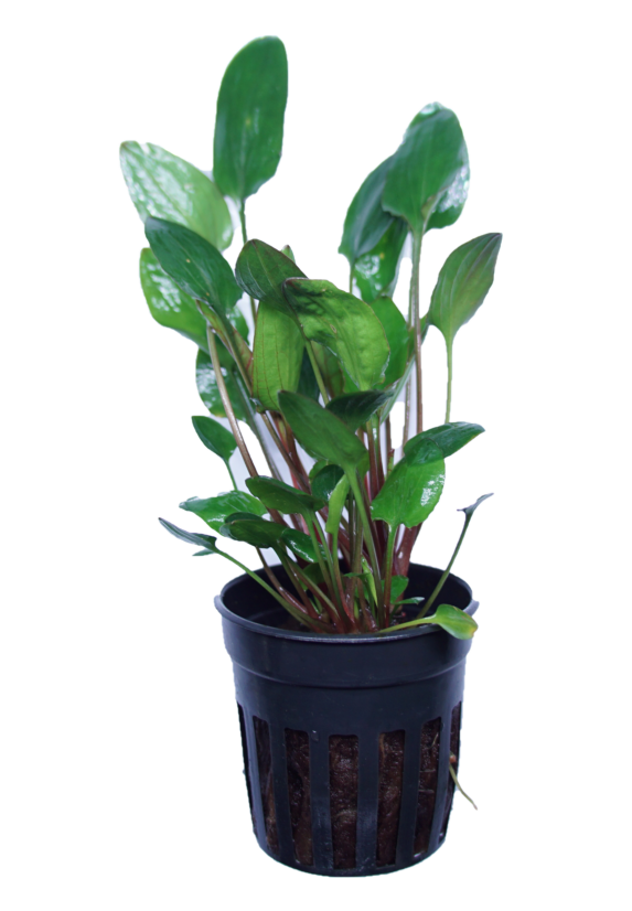 Cryptocoryne wallisii