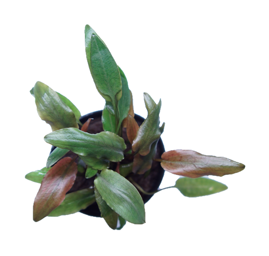 Cryptocoryne Becketii