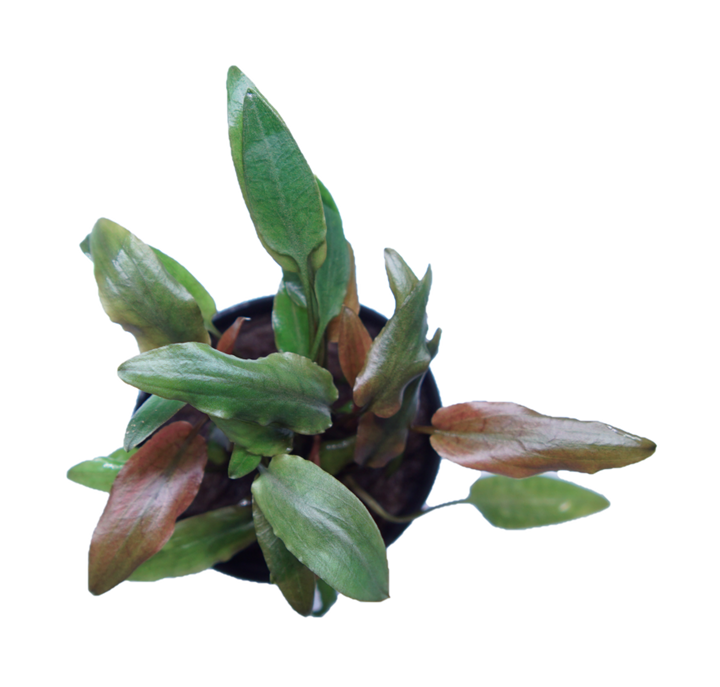 Cryptocoryne Becketii