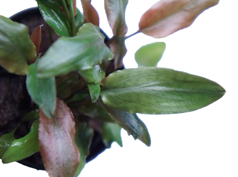 Cryptocoryne Becketii