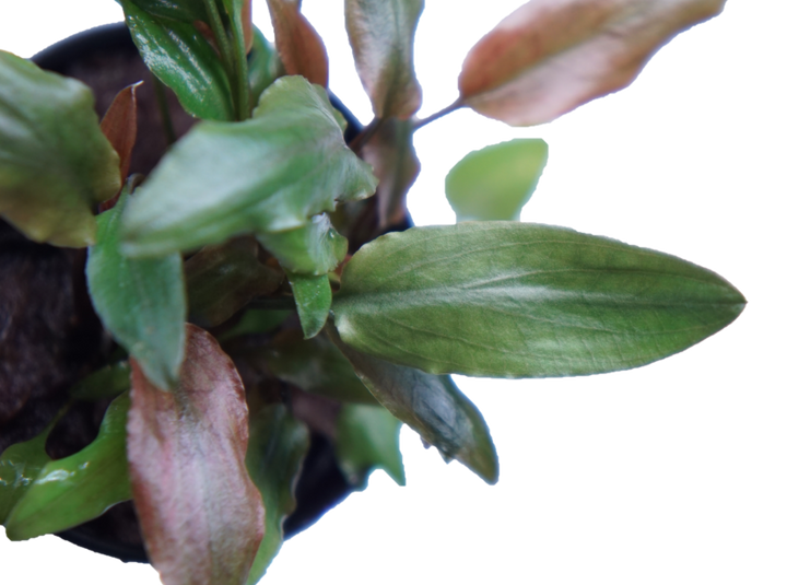 Cryptocoryne Becketii