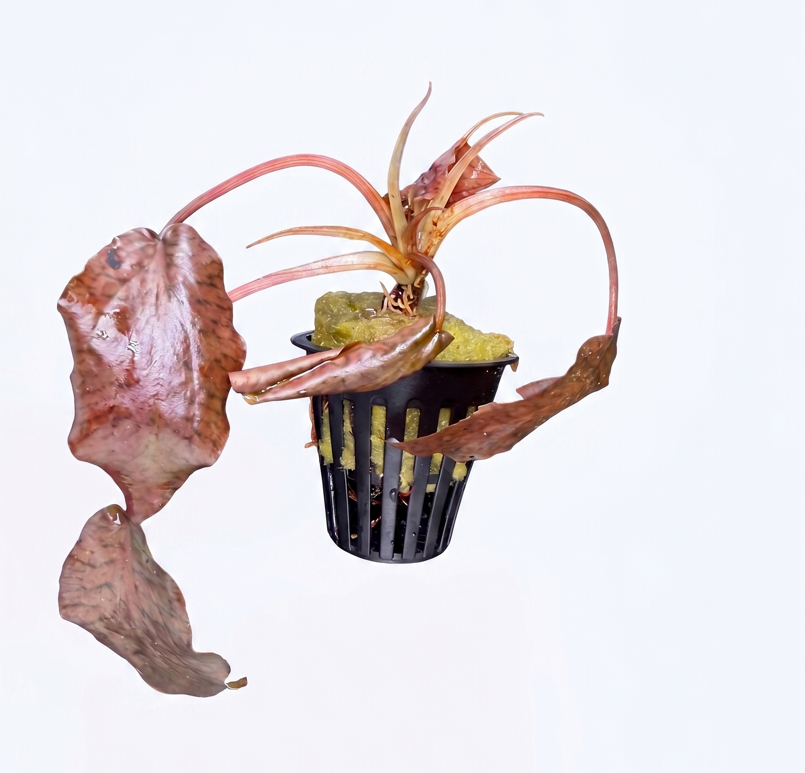 Cryptocoryne Striolata aquatic plant from Cuboid Nature Aquarium with narrow, green leaves suitable for freshwater aquariums.