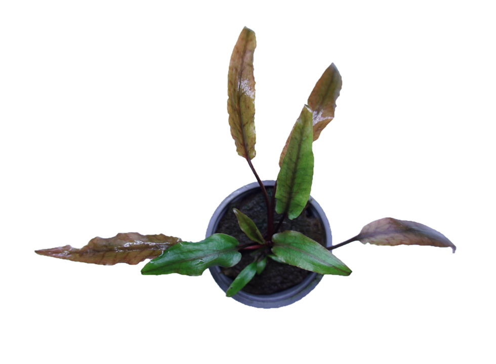 Cryptocoryne undulata