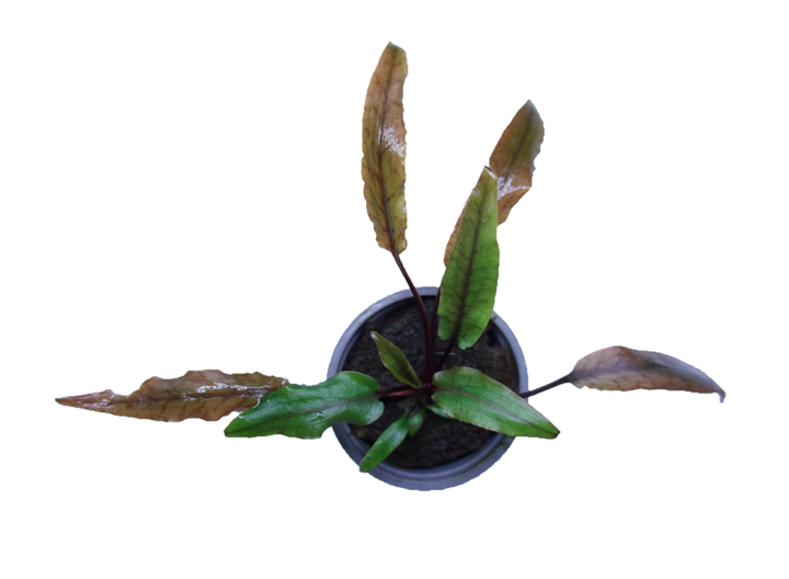 Cryptocoryne undulata