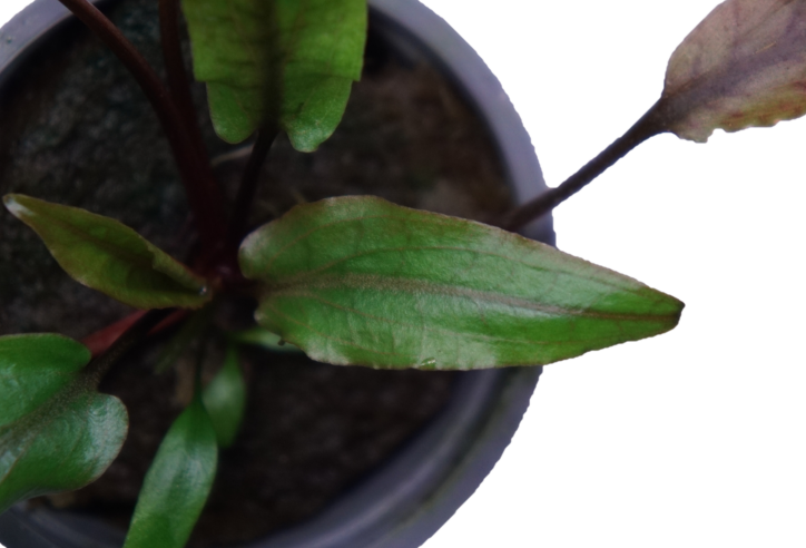 Cryptocoryne undulata