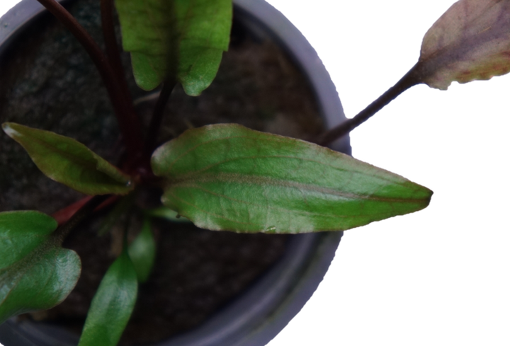 Cryptocoryne undulata