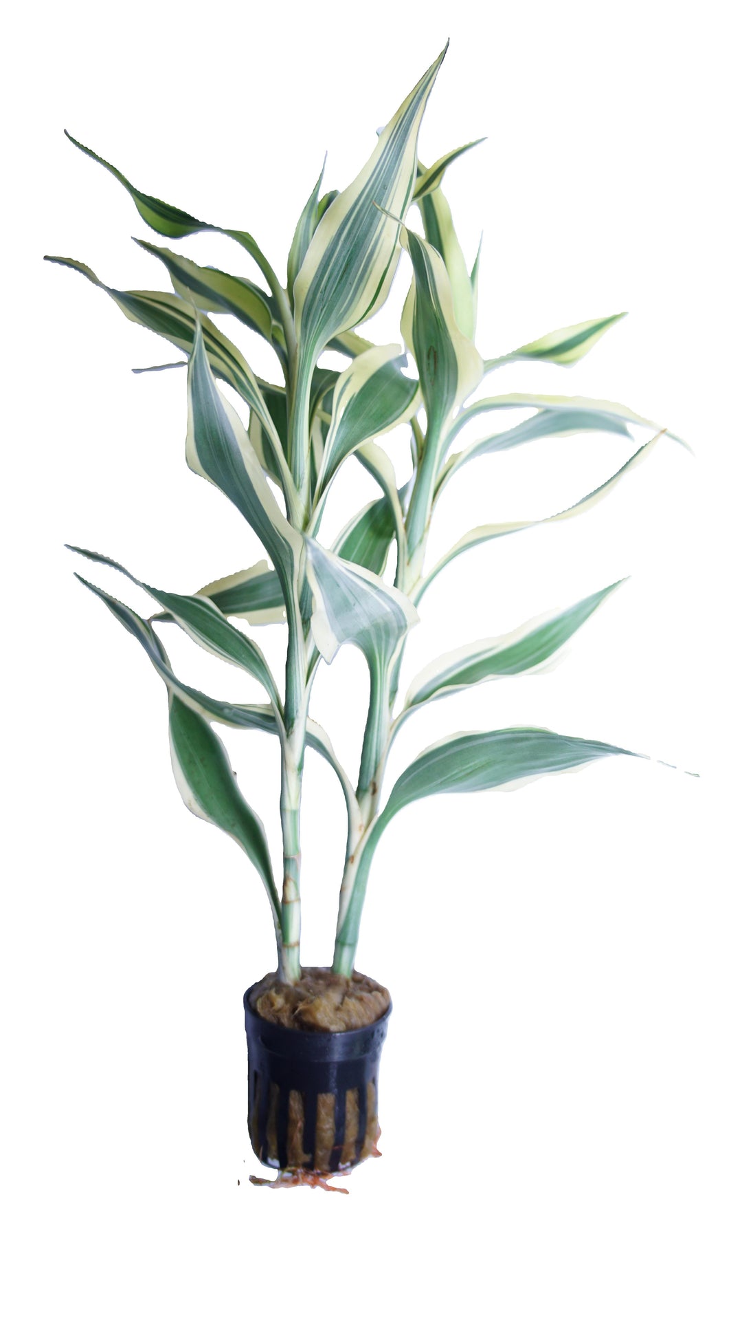 Curly Bamboo