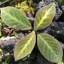 Cyrtandra Splendens