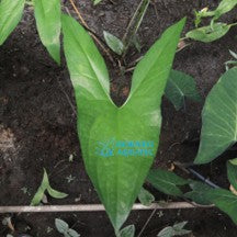 Cyrtosperma Merkusii