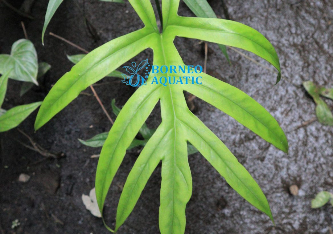 Cyrtosperma Sp. Papua