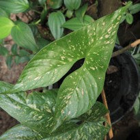 Cyrtosperma Beccarianum