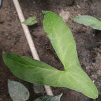 Cyrtosperma Cuspidispathum