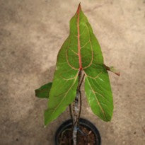 Cyrtosperma Jhonstoni