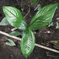 Cyrtosperma Macrotum