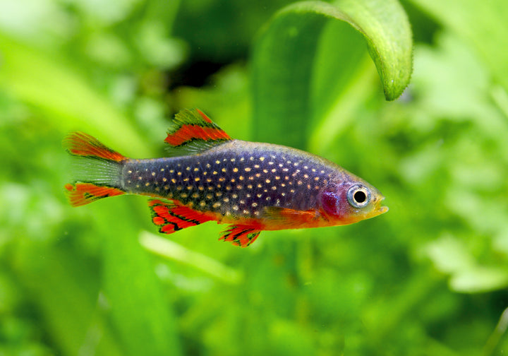 Celestial Pearl Danio