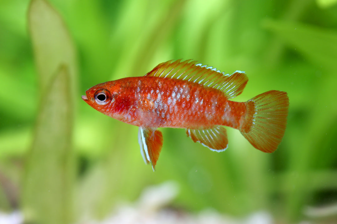 Scarlet Badis