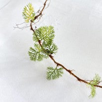Davalia Parvula