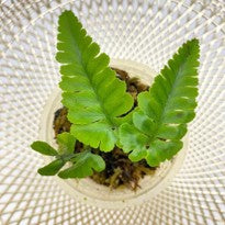 Davallia Repens