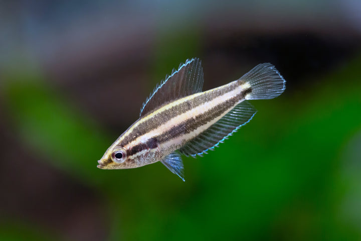Deissner's Licorice Gourami