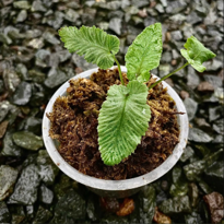 Diplazium sp Sumatra