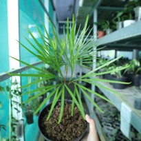 Dipteris Lobbiana