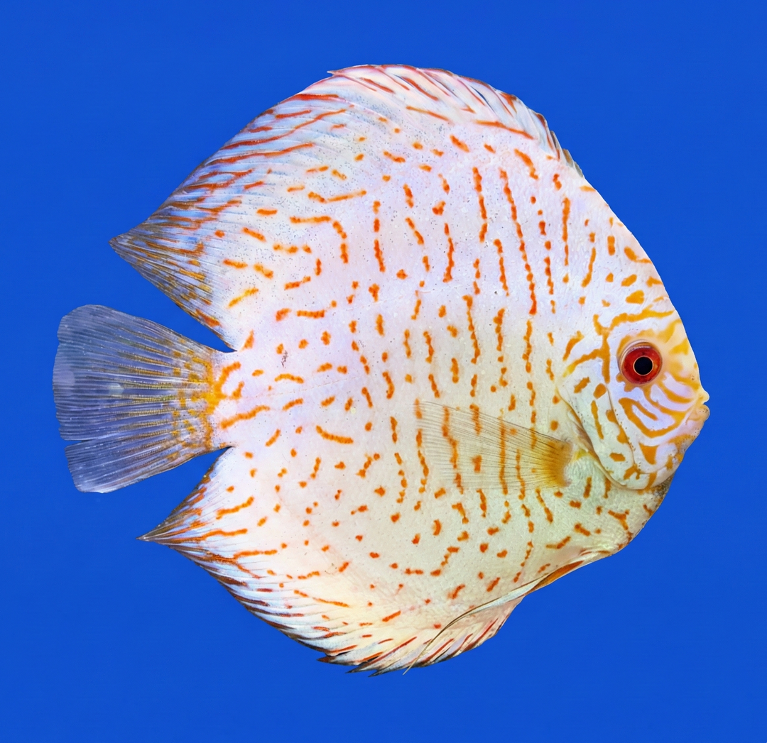 Premium Discus