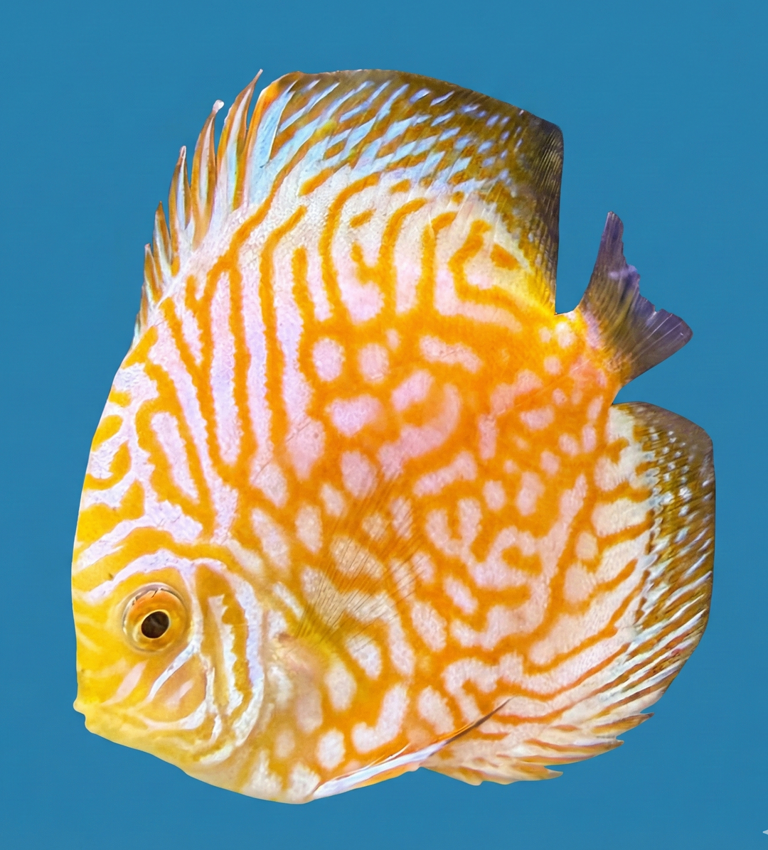 Premium Discus