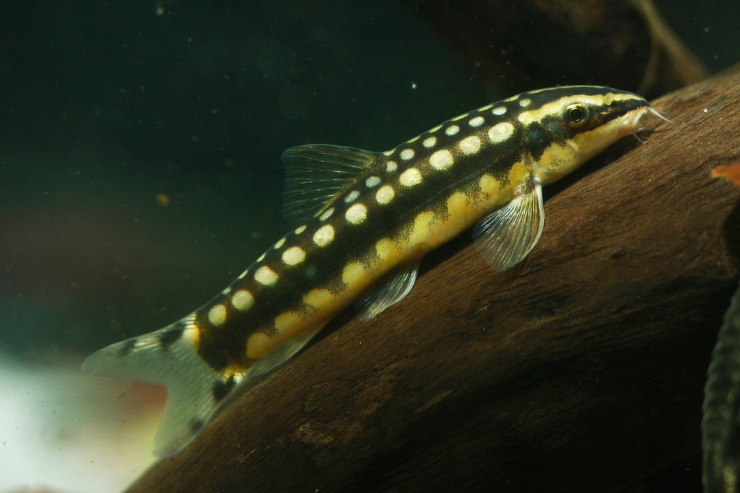 Dwarf Chain Loach