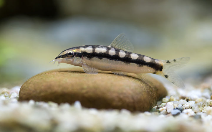 Dwarf Chain Loach