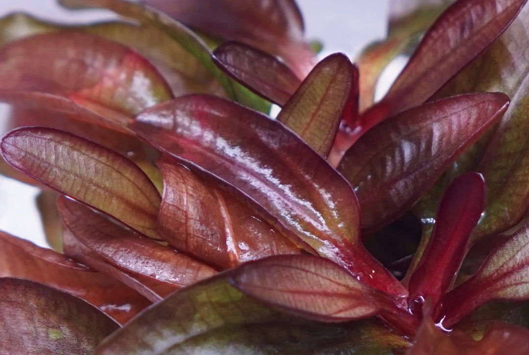 Echinodorus Red Chameleon