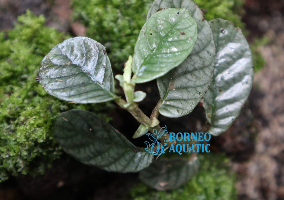 Elatostema Silver