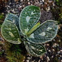 Elatostema sp. Borneo