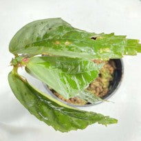 Elatostemma Sp.
