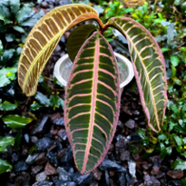 Emblemantha Urnulata Green