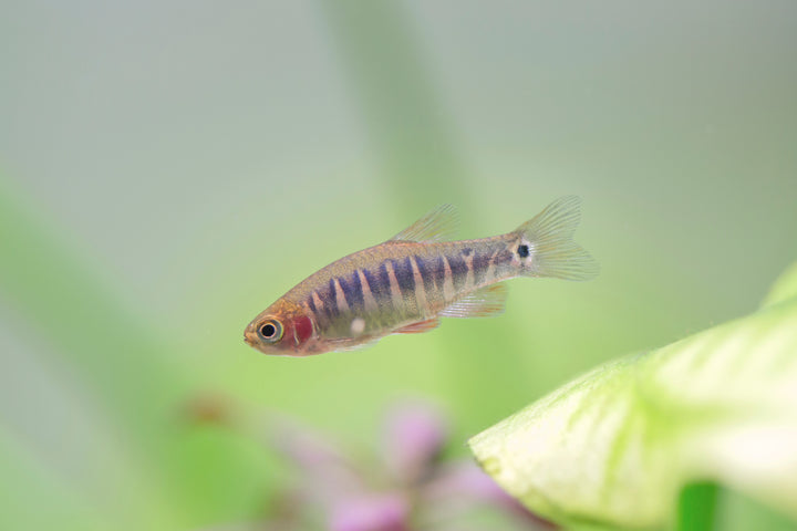 Emerald Dwarf Danio