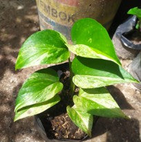 Epipremnum Aureum