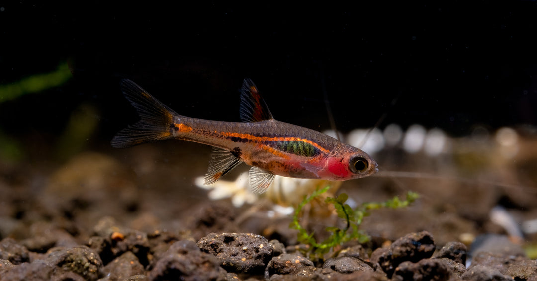 Exclamation Point Rasbora