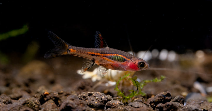 Exclamation Point Rasbora